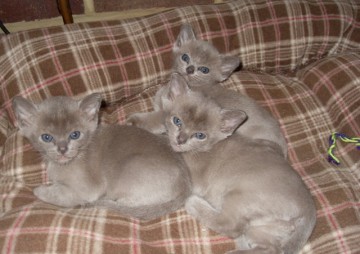 Blue Burmese kittens for sale worthing west sussex