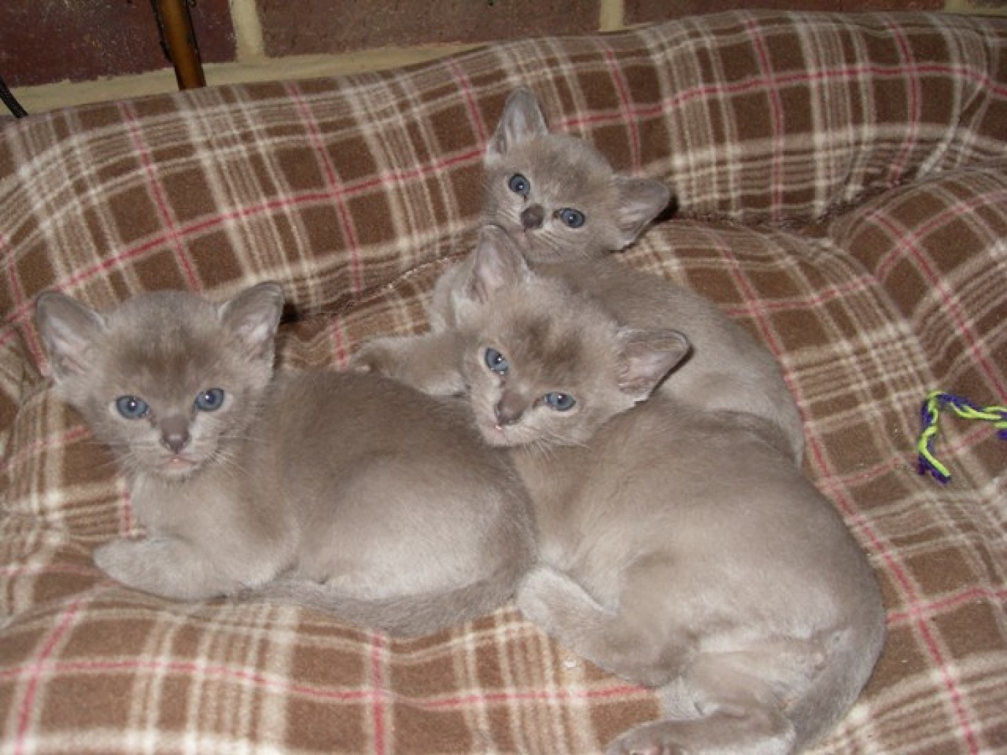 Blue Burmese kittens for sale worthing west sussex