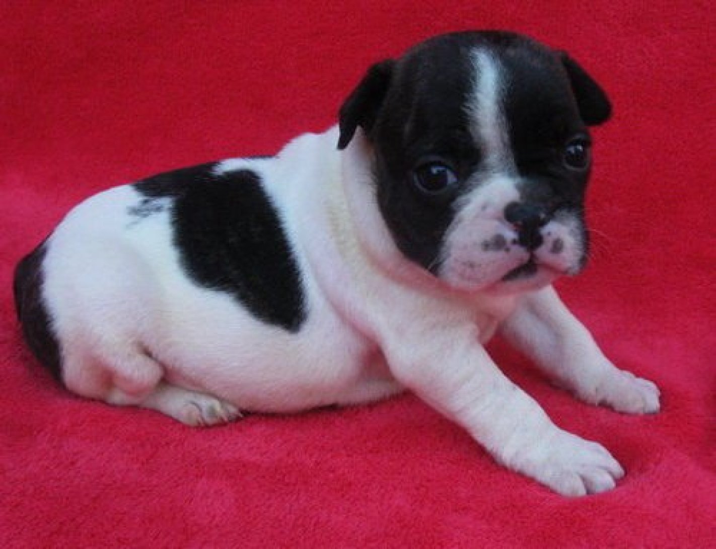 French Bulldog Puppies For Sale