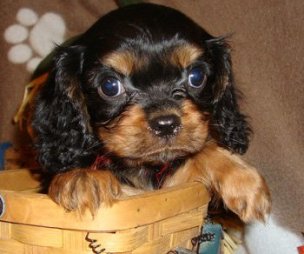 X mas Cavalier King Charles Spaniel Puppies For Sale